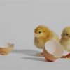 POUSSIN -  COOB 500