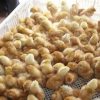 POUSSIN -  COOB 500
