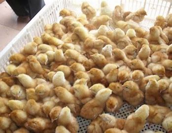 POUSSIN -  COOB 500