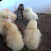 POUSSIN -  COOB 500