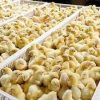 POUSSIN -  COOB 500