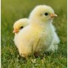 POUSSIN -  COOB 500