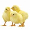 POUSSIN -  COOB 500