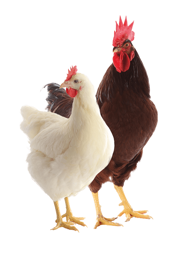 POUSSIN - PONTE (Hy-line white, dekalb white, ISA Brown)