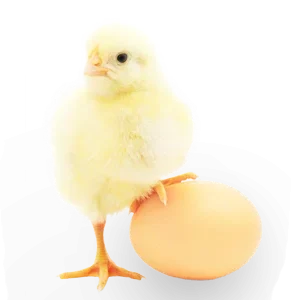 POUSSIN - PONTE (Hy-line white, dekalb white, ISA Brown)