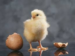 POUSSIN - PONTE (Hy-line white, dekalb white, ISA Brown)