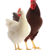 POUSSIN - PONTE (Hy-line white, dekalb white, ISA Brown)