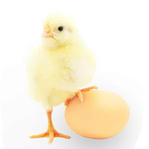 POUSSIN - PONTE (Hy-line white, dekalb white, ISA Brown)