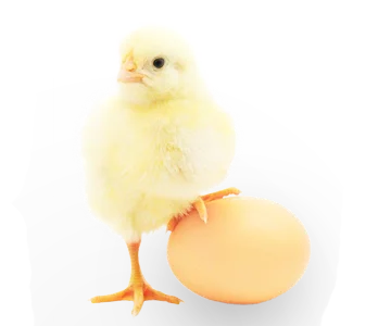 POUSSIN - PONTE (Hy-line white, dekalb white, ISA Brown)