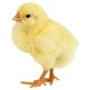 POUSSIN -  COOB 500