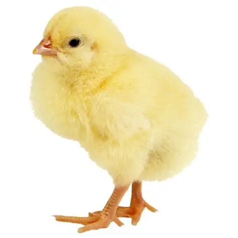 POUSSIN -  COOB 500